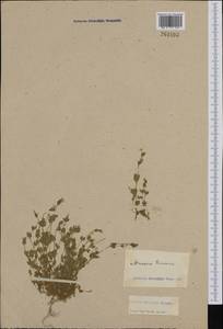Мерингия трехжилковая (L.) Clairv., Западная Европа (EUR) (Франция)