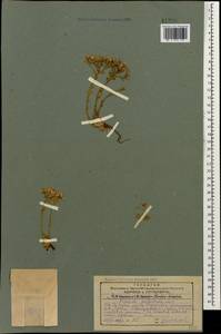 Прометеум волосистый (M. Bieb.) H. Ohba, Кавказ, Грузия (K4) (Грузия)