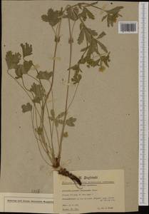 Potentilla chrysantha subsp. amphibola (Schur) Soják, Западная Европа (EUR) (Румыния)