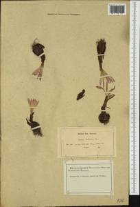 Colchicum montanum L., Западная Европа (EUR) (Франция)