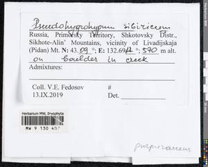 Pseudohygrohypnum subeugyrium (Renauld & Cardot) Ignatov & Ignatova, Гербарий мохообразных, Мхи - Дальний Восток (без Чукотки и Камчатки) (B20) (Россия)