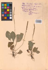 Подорожник большой L., Восточная Европа, Средневолжский район (E8) (Россия)