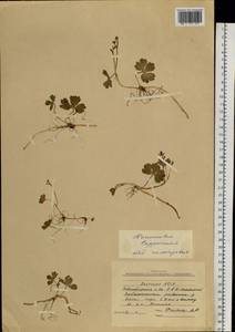 Coptidium lapponicum (L.) Á. Löve & D. Löve, Сибирь, Якутия (S5) (Россия)