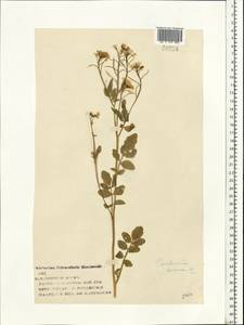 Сердечник горький L., Восточная Европа, Центральный лесной район (E5) (Россия)