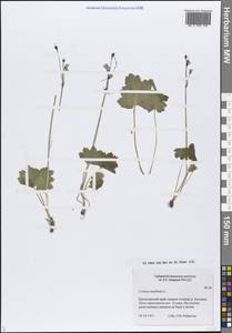 Primula matthioli subsp. matthioli, Сибирь, Центральная Сибирь (S3) (Россия)