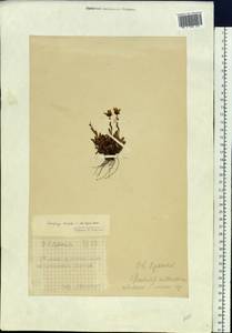 Камнеломка болотная L., Сибирь, Чукотка и Камчатка (S7) (Россия)