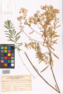 Euphorbia tommasiniana Bertol., Восточная Европа, Московская область и Москва (E4a) (Россия)