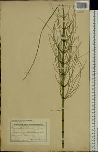 Хвощ приречный, Хвощ топяной L., Восточная Европа, Белоруссия (E3a) (Белоруссия)