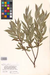 Ива белая, Ветла L., Восточная Европа, Московская область и Москва (E4a) (Россия)