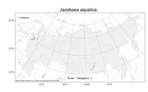 Jacobaea aquatica (Hill) G. Gaertn., B. Mey. & Scherb., Атлас флоры России (FLORUS) (Россия)