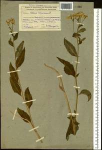 Крестовник дубравный L., Сибирь, Алтай и Саяны (S2) (Россия)