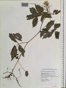 Сердечник крупнолистный Willd., Сибирь, Дальний Восток (S6) (Россия)