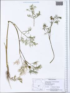 Укроп душистый, Укроп огородный L., Восточная Европа, Северо-Западный район (E2) (Россия)