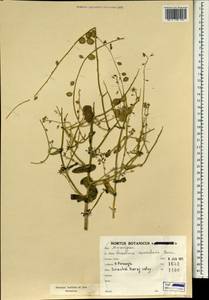 Sameraria nummularia Bornm., Зарубежная Азия (ASIA) (Иран)