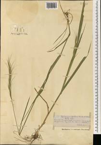 Пырейник Гмелина (Trin.) Tzvelev, Монголия (MONG) (Монголия)