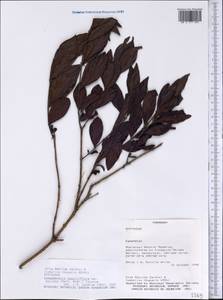 Campomanesia sessiliflora var. bullata (Barbosa Rodrigues) Landrum, Америка (AMER) (Парагвай)