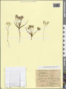 Птицемлечник закавказский Miscz. ex Grossh., Кавказ, Армения (K5) (Армения)