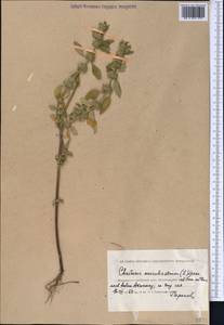 Щетинохвост шандровый (L.) Ehrh. ex Rchb., Средняя Азия и Казахстан, Прикаспийский Устюрт и Северное Приаралье (M8) (Казахстан)