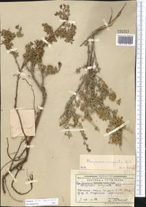 Курчавка шиповатая L., Средняя Азия и Казахстан, Прикаспийский Устюрт и Северное Приаралье (M8) (Казахстан)