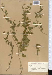 Вьюнок полевой L., Средняя Азия и Казахстан, Западный Тянь-Шань и Каратау (M3) (Казахстан)