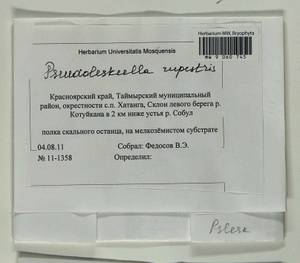 Pseudoleskeella rupestris (Berggr.) Hedenäs & L. Söderstr., Гербарий мохообразных, Мхи - Красноярский край, Тыва и Хакасия (B17) (Россия)