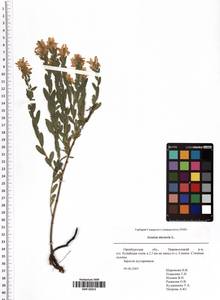 Дрок красильный L., Восточная Европа, Восточный район (E10) (Россия)