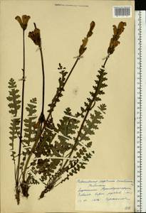 Мытник скипетровидный L., Восточная Европа, Северный район (E1) (Россия)