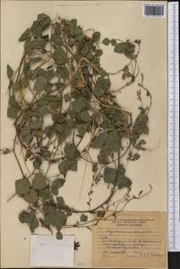 Rhynchosia minima (L.)DC., Америка (AMER) (Куба)