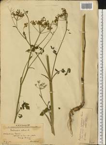 Пастернак посевной L., Восточная Европа, Западно-Украинский район (E13) (Украина)