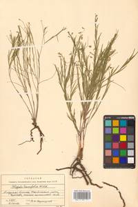 Истод узколистный Willd., Сибирь, Дальний Восток (S6) (Россия)