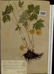 Купальница азиатская L., Сибирь, Алтай и Саяны (S2) (Россия)