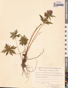 Герань волосистоцветковая DC., Сибирь, Чукотка и Камчатка (S7) (Россия)