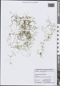 Звездчатка цветоножковая, Звездчатка стебельчатая Bunge, Сибирь, Центральная Сибирь (S3) (Россия)