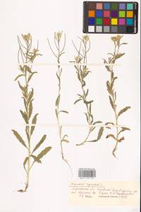 Желтушник выгрызенный L., Восточная Европа, Нижневолжский район (E9) (Россия)