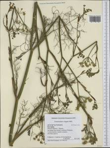 Anethum foeniculum L., Западная Европа (EUR) (Болгария)