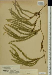 Spinulum annotinum subsp. annotinum, Восточная Европа, Центральный район (E4) (Россия)