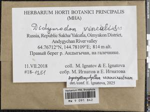 Bryoerythrophyllum recurvirostrum (Hedw.) P.C. Chen, Гербарий мохообразных, Мхи - Якутия (B19) (Россия)