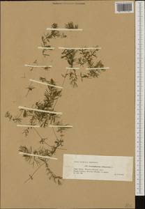 Роголистник светло-зеленый L., Западная Европа (EUR) (Польша)