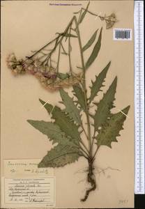 Соссюрея горькая, Горькуша горькая (L.) DC., Средняя Азия и Казахстан, Северный и Центральный Казахстан (M10) (Казахстан)