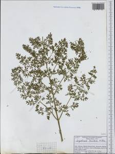 Coristospermum lucidum subsp. lucidum, Западная Европа (EUR) (Италия)