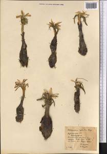Colchicum robustum (Bunge) Stef., Средняя Азия и Казахстан, Копетдаг, Бадхыз, Малый и Большой Балхан (M1) (Туркмения)