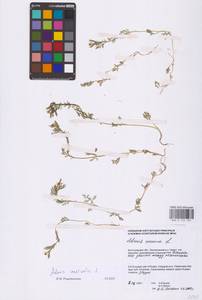 Горицвет летний, Адонис летний L., Восточная Европа, Нижневолжский район (E9) (Россия)