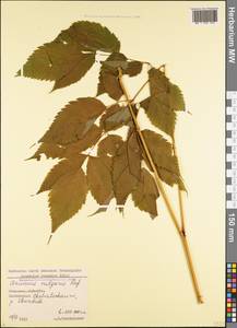 Волжанка двудомная (Walter) Fernald, Кавказ, Грузия (K4) (Грузия)