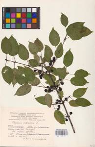 Жестер слабительный, Крушина слабительная L., Восточная Европа, Западный район (E3) (Россия)