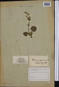 Horminum pyrenaicum L., Западная Европа (EUR)