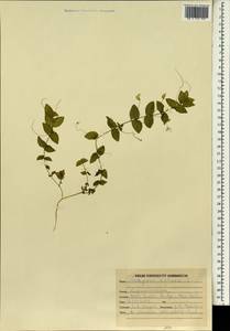 Чина безлисточковая L., Зарубежная Азия (ASIA) (Индия)