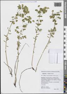 Молочай северный Baikov, Сибирь, Прибайкалье и Забайкалье (S4) (Россия)