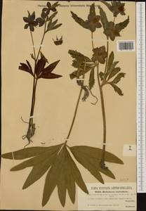 Helleborus dumetorum subsp. atrorubens (Waldst. & Kit.) Merxm. & Podl., Западная Европа (EUR) (Хорватия)