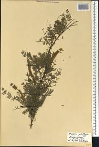 Prosopis chilensis (Molina)Stuntz, Африка (AFR) (Сенегал)