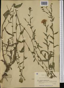 Centaurea nigrescens subsp. neapolitana (Boiss.) Dostál, Западная Европа (EUR) (Италия)